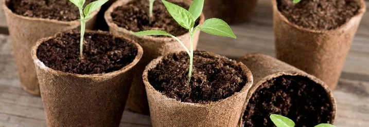 Junge Pflanzen in Töpfen.